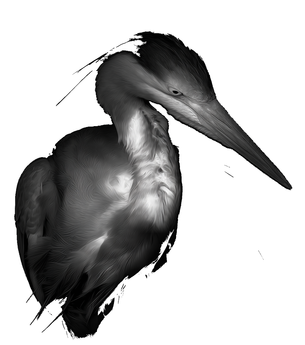Heron