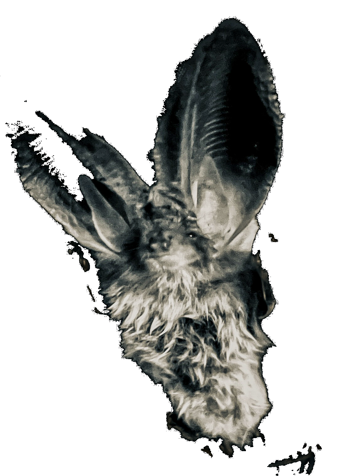 Bat